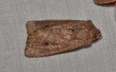 Dasygaster padockina