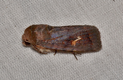 Proteuxoa hydraecioides