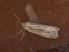 Ciampa arietaria