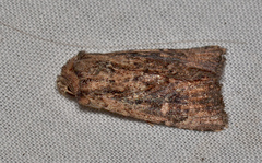 Dasygaster ligniplena