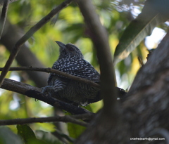 Eudynamys scolopaceus