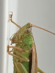 Conocephalus albescens