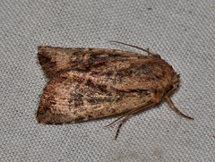 Dasygaster ligniplena