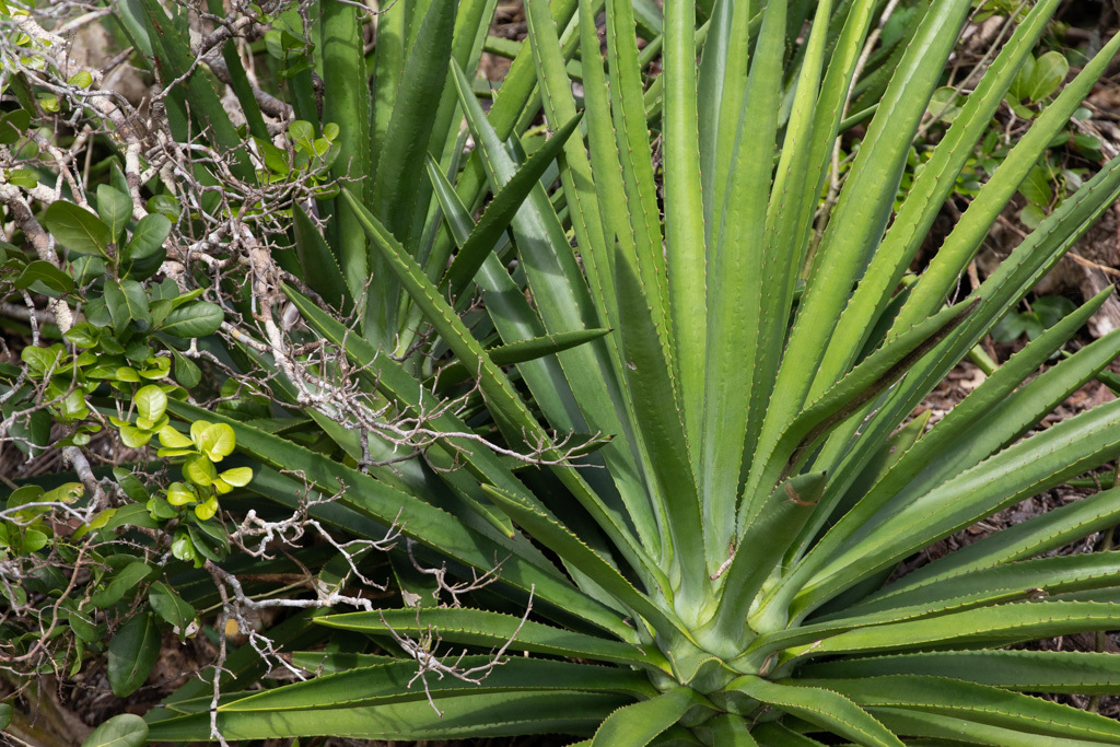 Agave decipiens