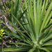 Agave decipiens - Photo (c) avocat, μερικά δικαιώματα διατηρούνται (CC BY-NC), uploaded by avocat