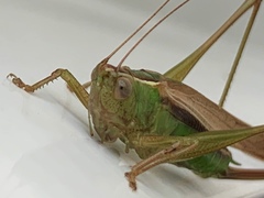 Conocephalus albescens