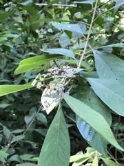Callicarpa longifolia