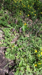 Fritillaria usuriensis