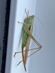 Conocephalus albescens