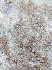 Caloplaca sideritis