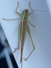 Conocephalus albescens