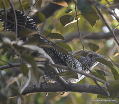 Eudynamys scolopaceus