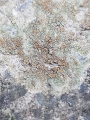 Caloplaca sideritis