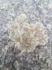 Caloplaca sideritis