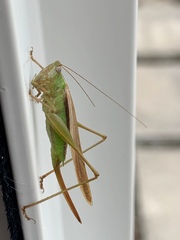 Conocephalus albescens