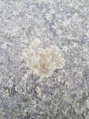 Caloplaca sideritis