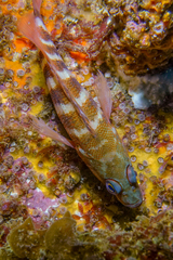 Hypoplectrodes huntii