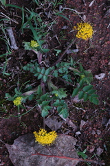 Tauschia nudicaulis