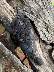Fungi