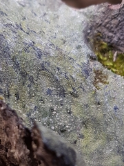Micarea prasina