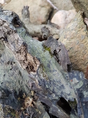 Micarea prasina