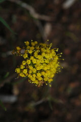 Tauschia nudicaulis