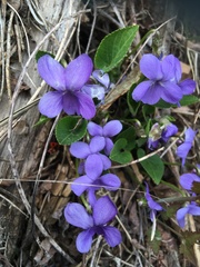 Viola hirta