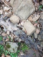 Micarea prasina