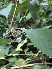Callicarpa longifolia