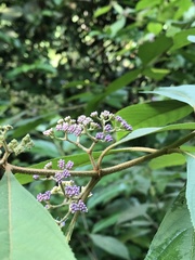 Callicarpa longifolia