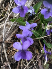 Viola hirta