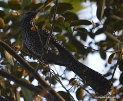 Eudynamys scolopaceus