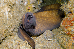 Gymnothorax prionodon