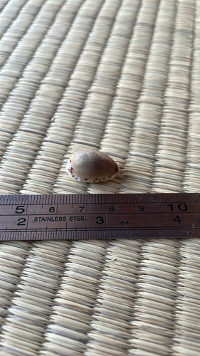 lined-lip cowrie