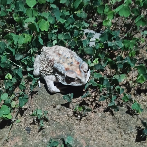 Asian Common Toad