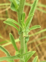 Nidorella anomala