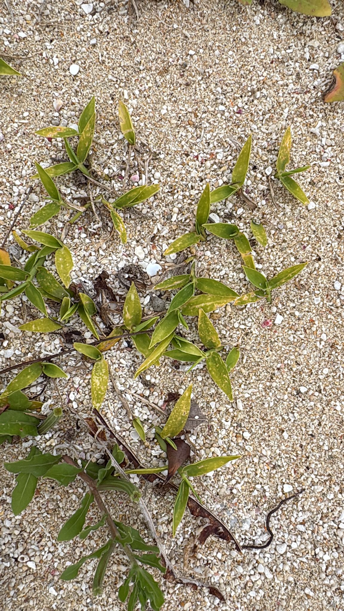 Imagem de capim-da-praia