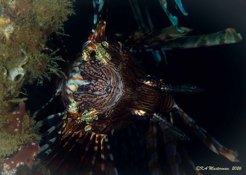 Pterois volitans