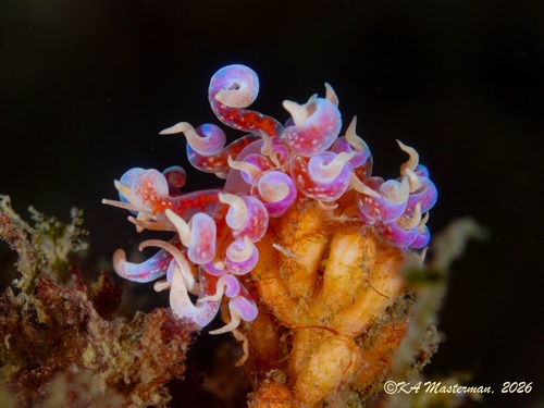 Phyllodesmium poindimiei