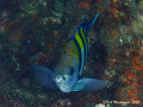Abudefduf vaigiensis