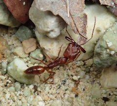 Odontomachus simillimus