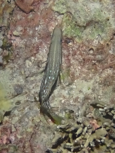 Anyperodon leucogrammicus