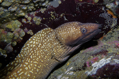 Gymnothorax prionodon