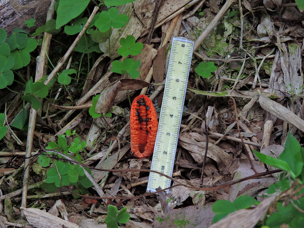 Pseudocolus fusiformis · March 2016 · photo: © chenjacy (iNaturalist, cc-by)