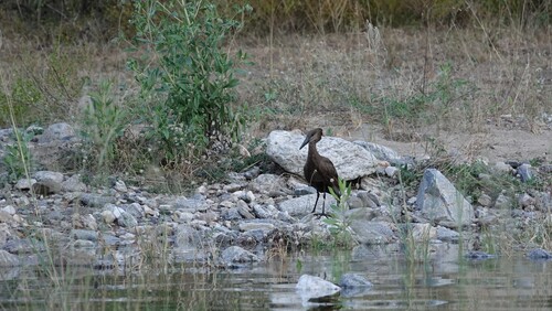 Hamerkop