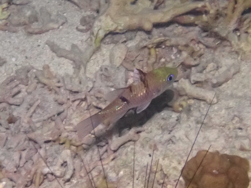 Pristicon trimaculatus