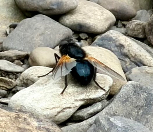 Noon Fly