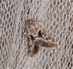 Chaograptis crystallodes