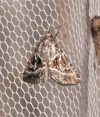 Chaograptis crystallodes
