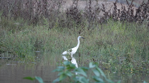Little Egret